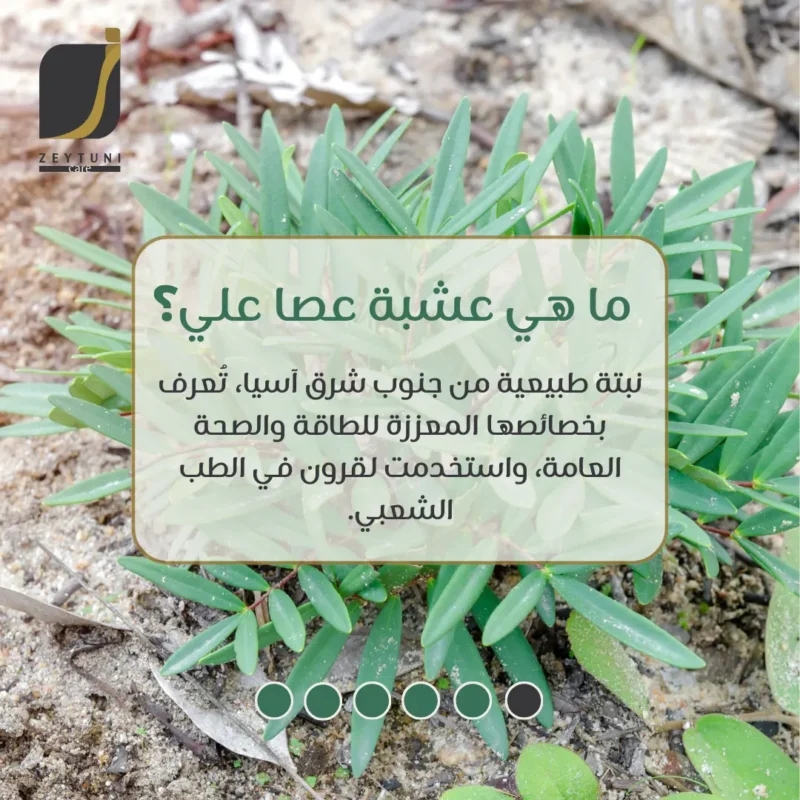 عشبة عصا علي